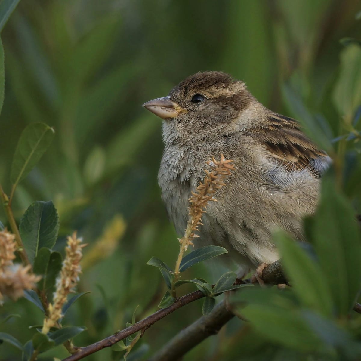 Daniel Padilla avatar